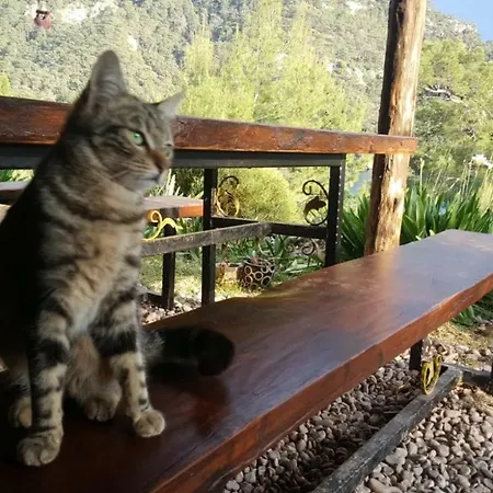 Gemile Camping * פאראליה